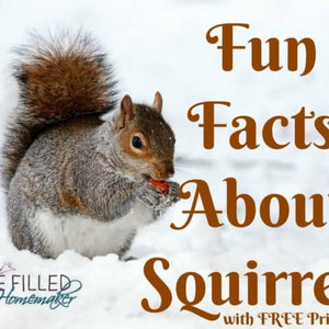Fun Facts About Squirrels