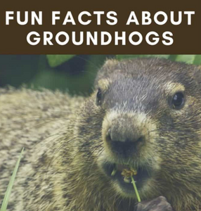 Fun Facts About Groundhogs